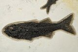 Multiple Fossil Fish (Mioplosus, Knightia & Diplomystus) Plate #306857-2